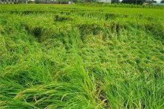 水稻倒伏是什么原因，如何處理水稻倒伏？