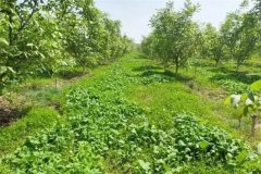 綠肥作物有哪些，春季種植什么綠肥品種較好？