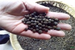 香樟樹種子可以育苗嗎？香樟苗怎么栽植養(yǎng)護(hù)？