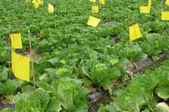 什么是病蟲害的農(nóng)業(yè)防治，主要措施有哪些？