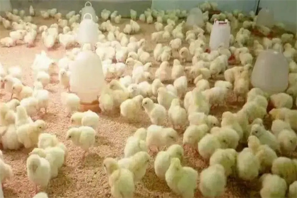 脛長、體重達(dá)標(biāo)率須在85%以上