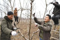 桃樹如何修剪？桃樹各生長階段的修剪要點