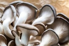 如何在高溫下種好平菇，平菇溫型與溫差的關(guān)系