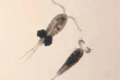 魚(yú)池中的錨頭蚤怎么徹底消滅，用什么藥有效？