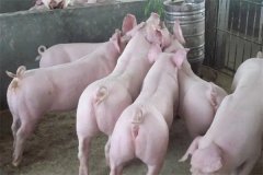 什么是商品豬？什么是肉脂型、瘦肉型豬？