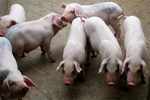 肉脂型、瘦肉型豬