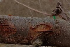 蘋果樹干腐病的癥狀有哪些，如何防治？