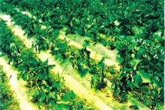 什么是蔬菜病蟲害綠色防控，主要內(nèi)容是什么？