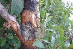 蘋果樹腐爛病的癥狀表現(xiàn)有哪些，如何防治？