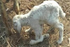 羔羊?yàn)槭裁磿?huì)癱瘓？羔羊斷奶后增重緩慢的原因