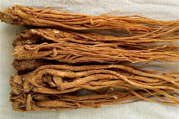 當歸的主要產(chǎn)地是哪里