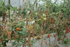 番茄枯萎病的癥狀及防治方法，用什么藥防治？