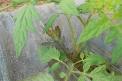 番茄早疫病和晚疫病的癥狀有什么區(qū)別？