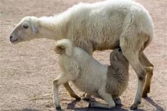 如何提高羔羊成活率？