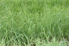 養(yǎng)羊常用哪些牧草，羊的飼養(yǎng)要注意哪方面？