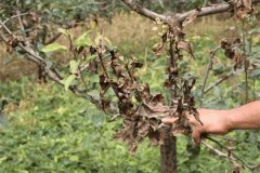 什么是蘋果樹干枯病，與枝枯病有何區(qū)別？