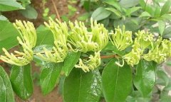 金銀花有哪些病蟲害，如何防治？