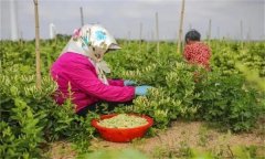 金銀花的采收時間、采摘方法及分級標準