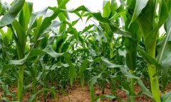 有的甜玉米為何長不高，甜玉米如何使用除草劑
