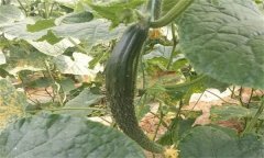 種植黃瓜為什么會出現(xiàn)畸形瓜？