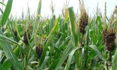 怎樣防治玉米絲黑穗病，主要癥狀有哪些？