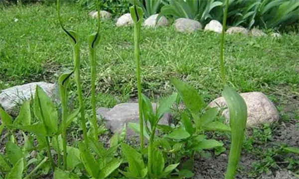 半夏種植技術(shù)要點