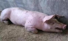 如何防治豬喘氣病，治療常用藥物有哪些？