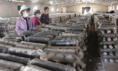 如何制作雙孢蘑菇的麥粒菌種，菌種制作的流程