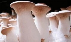 杏鮑菇菌蓋上會(huì)長(zhǎng)疙瘩、出菇后會(huì)開(kāi)裂怎么辦？