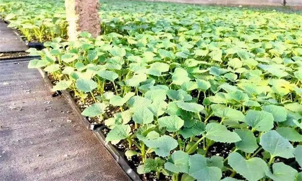 甜瓜苗出現(xiàn)枯芽、黃芽是什么原因