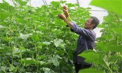 哈密瓜如何整枝留瓜，種植哈密瓜應注意什么？