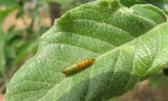 蘋果卷葉蛾的發(fā)生規(guī)律有哪些，有何為害特點？