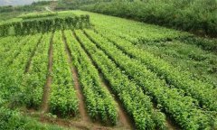 什么叫核桃子苗？核桃嫁接苗木出圃應(yīng)注意什么