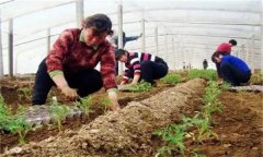 秋茬番茄在定植時(shí)應(yīng)該注意什么問題？