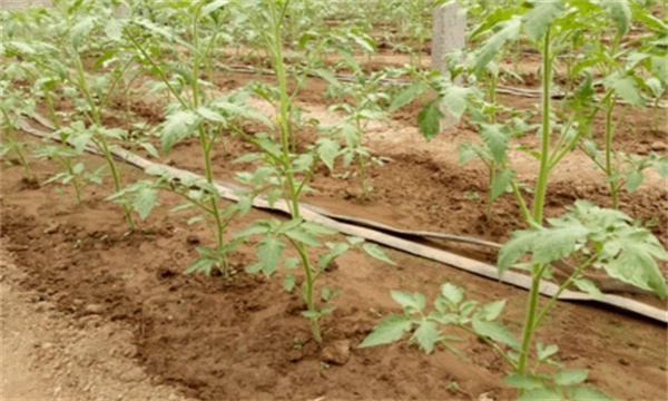 定植后防高溫、防病蟲(chóng)、防雨水灌棚