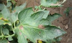 如何防治番茄早疫病，其發(fā)生條件有哪些？