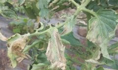 如何防治番茄晚疫病，其發(fā)病條件有哪些？