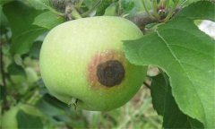 怎樣防治蘋果炭疽病？