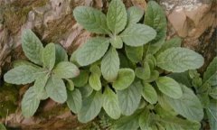 玄參有哪些種類，浙玄參與北玄參性狀的區(qū)別