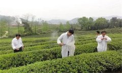 茶樹病蟲害綠色防控推薦常用的農(nóng)藥有哪些？