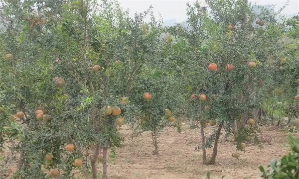 石榴樹(shù)樹(shù)體具有儲(chǔ)藏營(yíng)養(yǎng)的特性