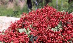 花椒的分級(jí)標(biāo)準(zhǔn)、包裝要求與貯藏方法