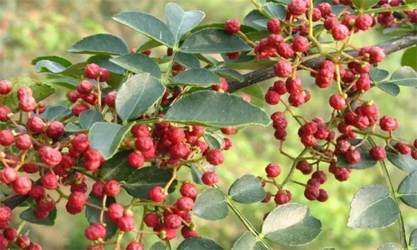 花椒樹(shù)的肥水管理