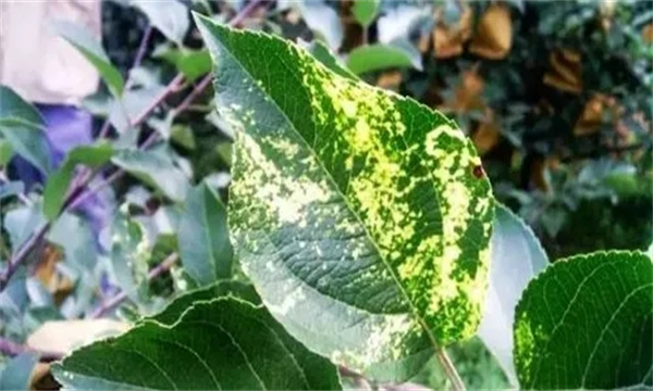 蘋(píng)果花腐病的癥狀特征