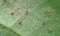 紅蜘蛛的為害癥狀、發(fā)生規(guī)律及防治措施有哪些