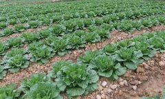 氮磷鉀等營養(yǎng)元素對大白菜增產(chǎn)有哪些作用？