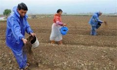 生姜怎樣施肥？如何根據(jù)生姜需肥特點(diǎn)合理施肥