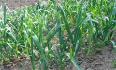 大蒜栽培密度如何掌握，有哪些要求？