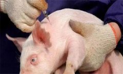 豬場(chǎng)仔豬打疫苗后發(fā)燒不退是什么原因？