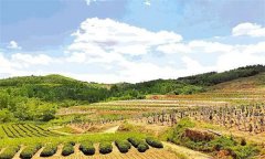 如何選擇果園的園址，如何園規(guī)劃果？